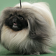 Image for article titled Elegant Updos and Classy Coats at the Westminster Dog Show